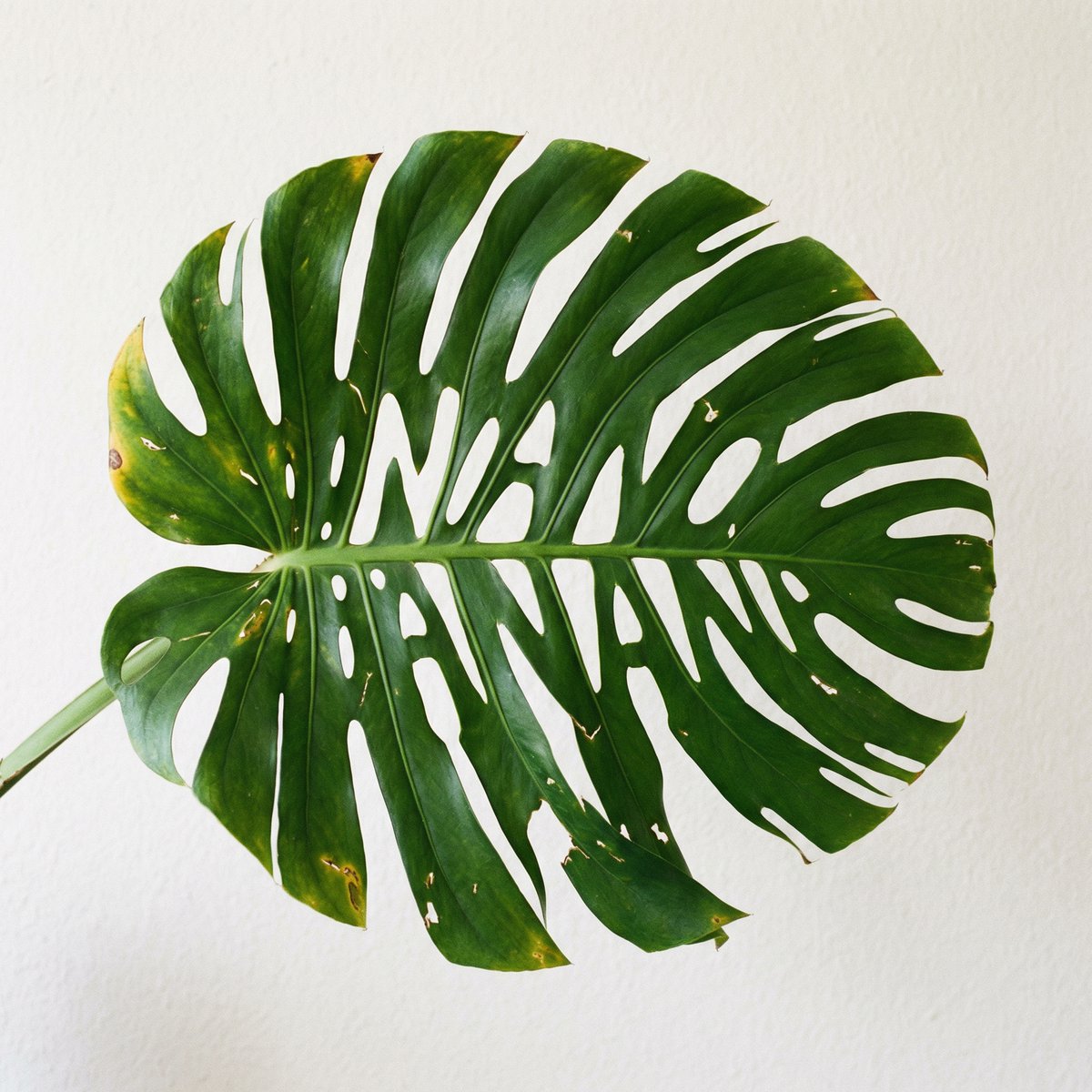 Monstera Leaf Logo Design — example 1