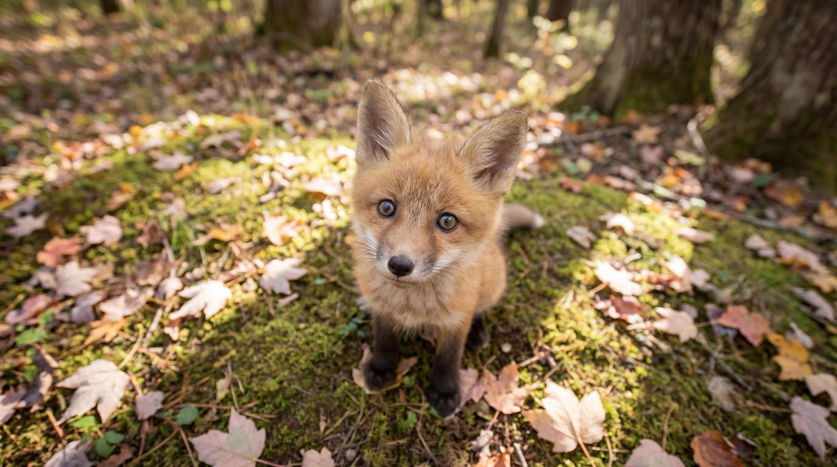 Adorable Baby Red Fox Kit Image Generation Prompt — example 2