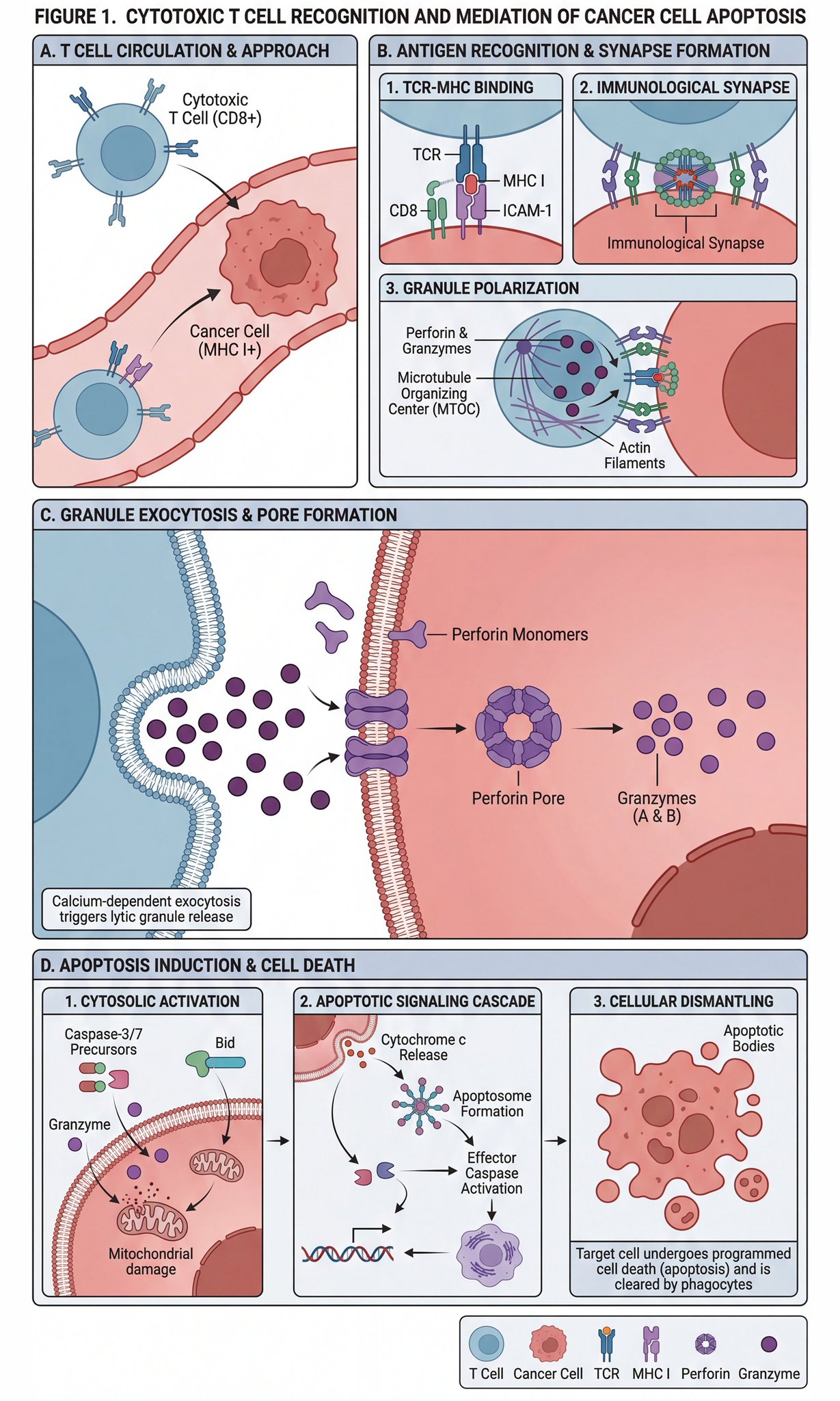 Scientific diagram of cytotoxic T cells killing cancer cells — example 1