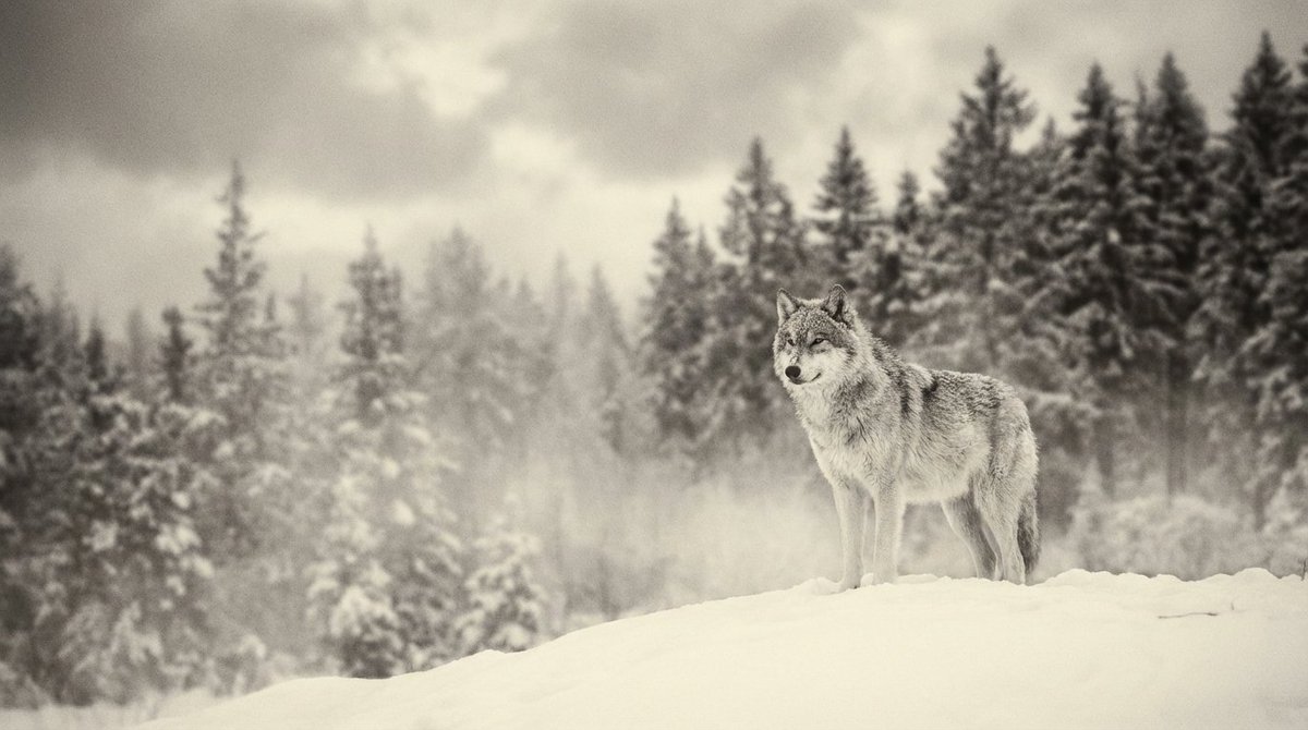 Monochromatic Ivory Cinematic Portrait — example 4