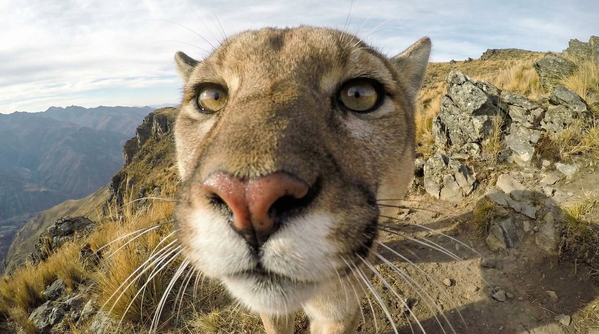 Variable Fisheye POV Wildlife Prompt — example 2