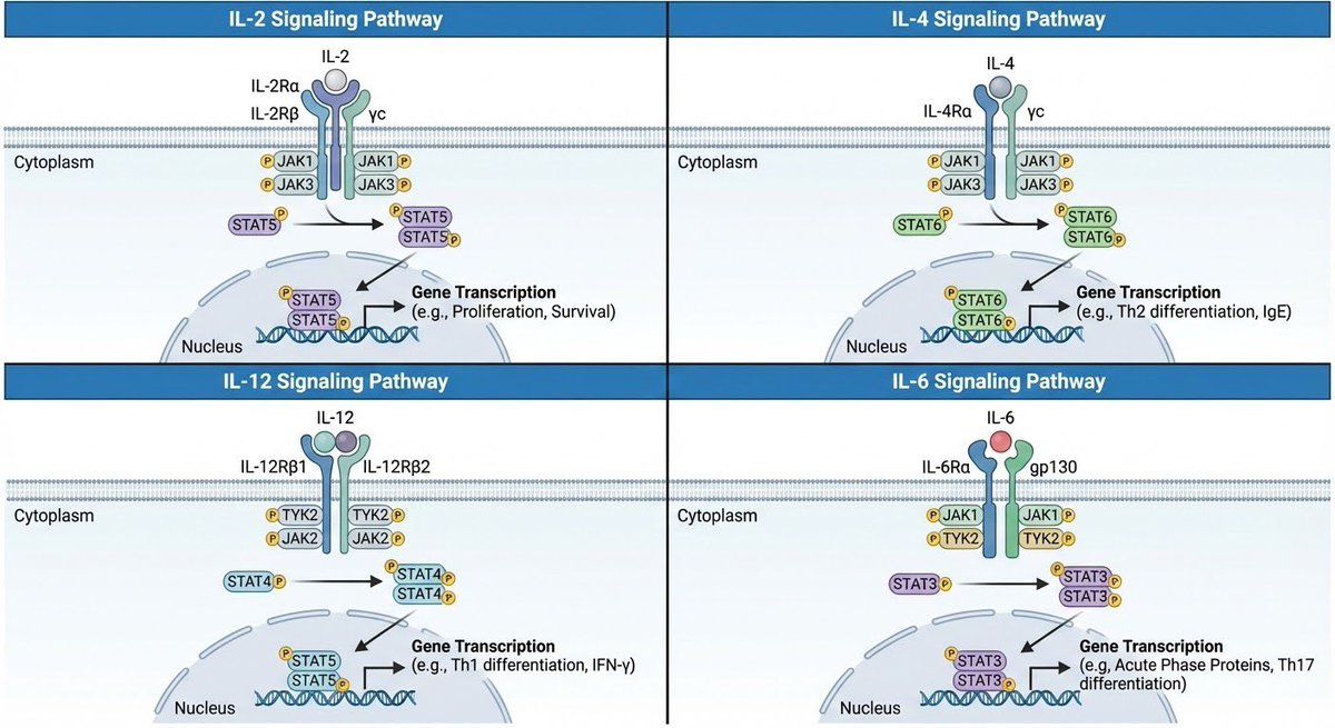 Multi-panel cytokine signaling pathways — example 1